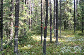 Research in burned areas in the Chibougamau region. 
