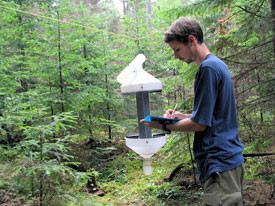 Collecting insects in residual white pine forests.