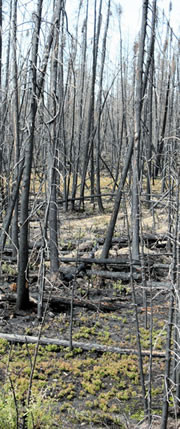 Woody debris in the boreal forest.