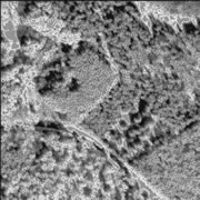Winter IKONOS sub-image of the Hudson site with snow partially masked out (uniform gray) showing the detected local maxima (Tree Tops) as black dots.