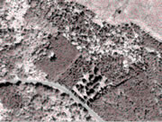 Summer IKONOS panchromatic sub-image of the Hudson plantation site with detected local maxima (TreeTops) shown in red. 