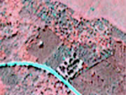 Near-infrared rendition of the summer IKONOS multispectral sub-image of the Hudson plantation site illustrating the effects of a 4 m/pixel spatial resolution (i.e., individual tree crowns (ITCs) can not be seen, nor extracted). This lower spatial resolution also has effects on the ITC species recognition capabilities of IKONOS.