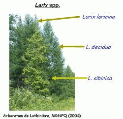 Larch (Larix spp.) plantation in the Baie-des-Chaleurs region of Gaspésie, Québec