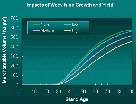Chart demonstrating the impact of weevils on tree growth and yield