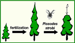 Fast growing spruce, such as those produced by fertilization, are more susceptible to weevil attack than unfertilized spruce