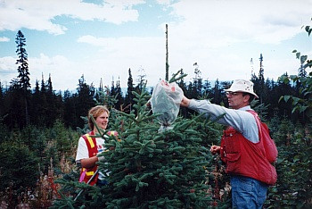 Photo of Cheryl Horvath and John Borden at site of an artifically wounded spruce tree
