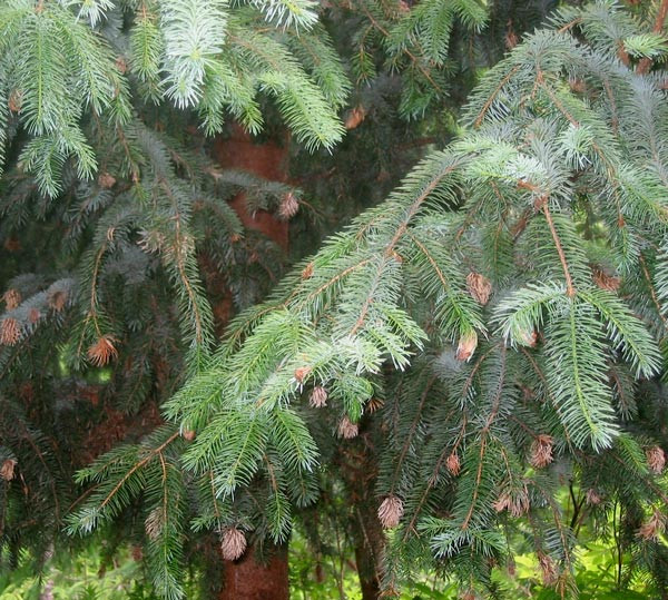 Severe gall aphid infestation in Sitka spruce.