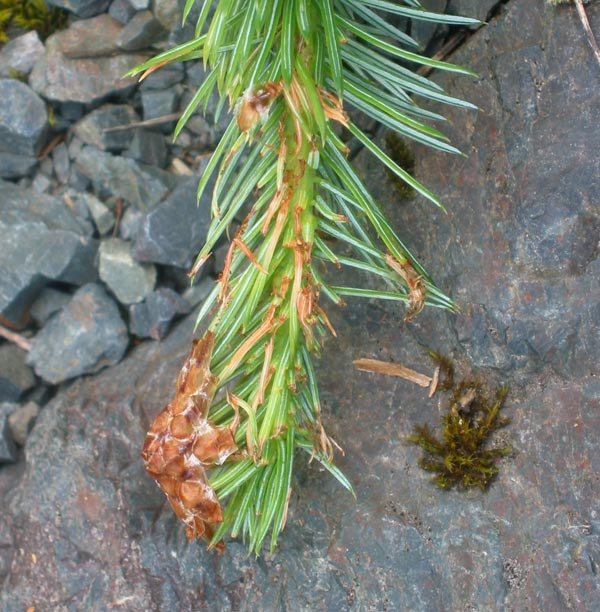 Spruce bud moth (Zeiraphera canadensis) damage in Sitka spruce.