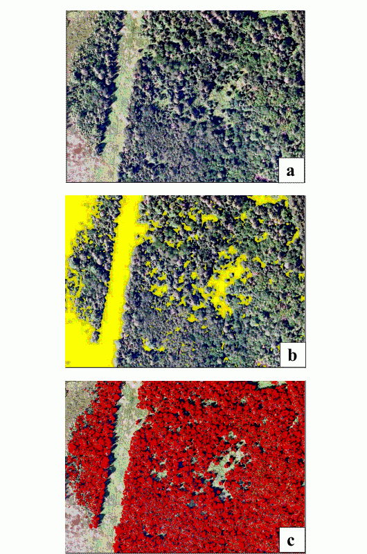 Non-forest areas such as clearings and forest gaps (a) are excluded from analysis using a LiDAR-based mask (b); subsequent ITC analysis is constrained to valid forest areas (c). Photo: Silvatech Consulting Ltd., BC 