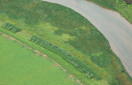 Vue aérienne du projet de bande de protection riveraine constituée de saules à l’Île-du-Prince-Édouard.