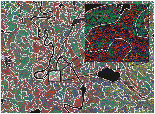 Results of species classification and regrouping of individual tree crowns and tree clusters over the original panchromatic IKONOS image (1 m/pixel) for part of a 10 000 ha area (11.7 x 8.6 km2) in the Lac à l'Ours region of Québec that was analyzed with the individual tree crown approach. 