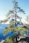 Photo of Pitch Pine