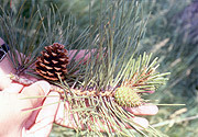 Photo of cones of pitch pine
