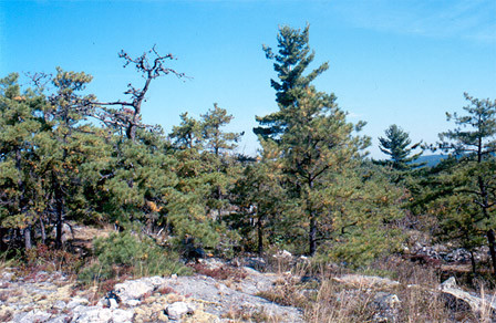 Pitch Pine Trees