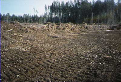 Experimental blading after Wells site harvesting in 1993