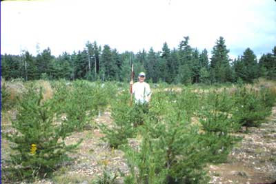 Bladed growth on Wells site in 1998