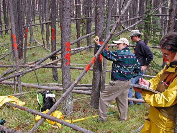 Figure 2. Collecting tree inventory data (height, diameter at breast height, mountain pine beetle status) in an even-aged stand in the southern BC.