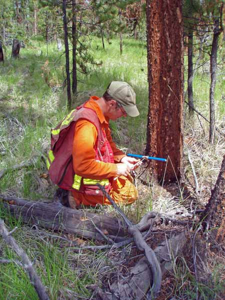 Figure 4. Collecting an increment core from a lodgepole pine in an uneven-aged stand in the Chilcotin Plateau, BC