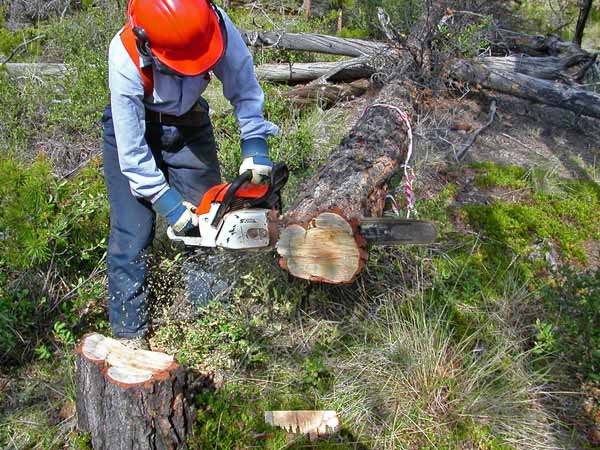 Figure 5. Collecting a disc from a dead lodgepole pine that has multiple scars (both mountain pine beetle and fire scars) from the Chilcotin Plateau, BC 