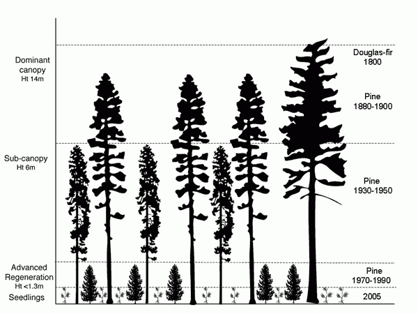 Figure 7. Schematic diagram of stand structure in "even-aged" stands sampled in the southern-interior, BC.