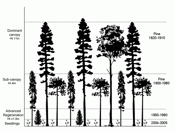 Figure 8. Schematic diagram of stand structure in uneven-aged stands sampled in the central-interior, BC.