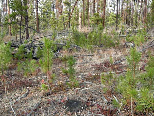 Figure 9. Seedlings established in response to increased light reaching the ground after canopy trees died due to mountain pine beetle attack in the Chilcotin Plateau, BC.