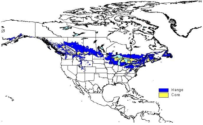 Domaine bioclimatique du bousier dans l'Amérique du Nord