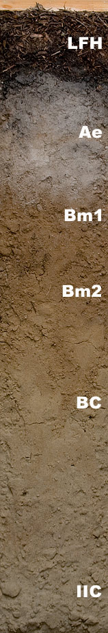 Photo of the soil monolith for Dystric brunisol showing soil horizon pattern