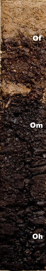 Photo of the soil monolith for Mesisol showing soil horizon pattern