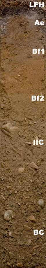 Photo of the soil monolith for Humo-ferric podzol showing soil horizon pattern