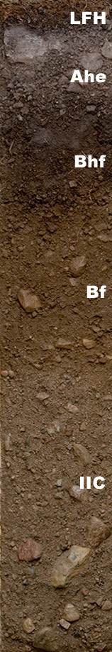 Photo of the soil monolith for Ferro-humic podzol showing soil horizon pattern