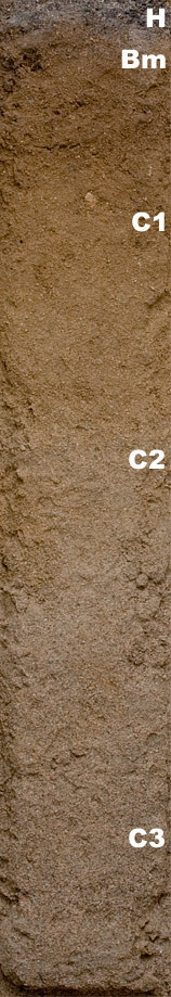 Photo of the soil monolith for Regosol showing soil horizon pattern