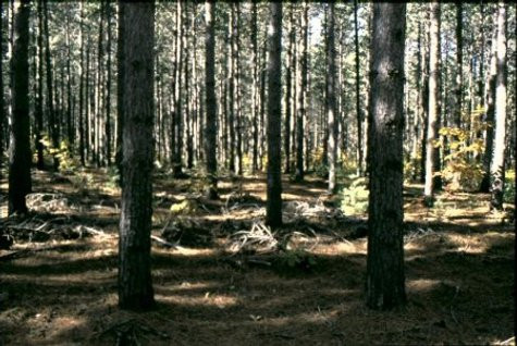 50-year-old red pine plantation