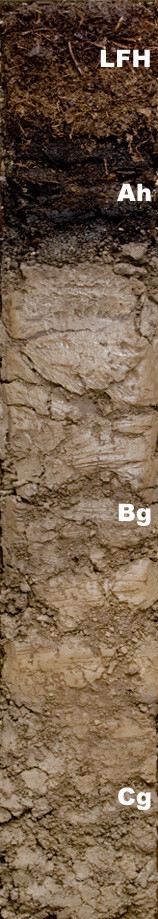 Photo of the soil monolith for Orthic humic gleysol showing soil horizon pattern
