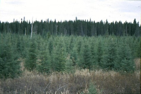 15-year-old black spruce