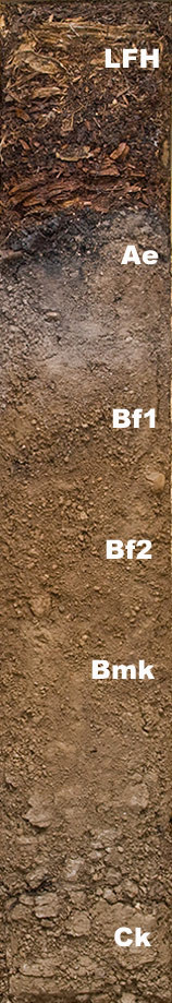 Photo of the soil monolith for Humo-ferric podzol showing soil horizon pattern