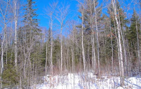 Mixed hardwood stand with conifer species also present including white pine, white spruce and balsam fir