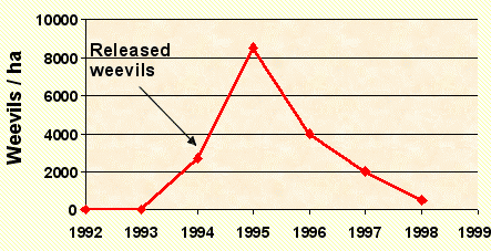 Rise and fall of the weevil population - Jordan River (weevils/hectare)