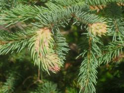 Aphid galls in interior spruce.