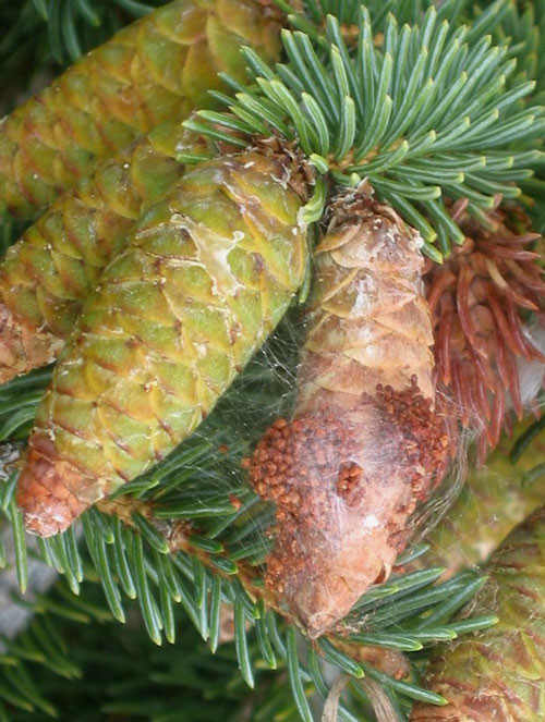 Interior spruce cone infested with spruce cone worm (Dioryctria reniculelloides).
