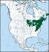 Eastern white pine distribution map for North America 